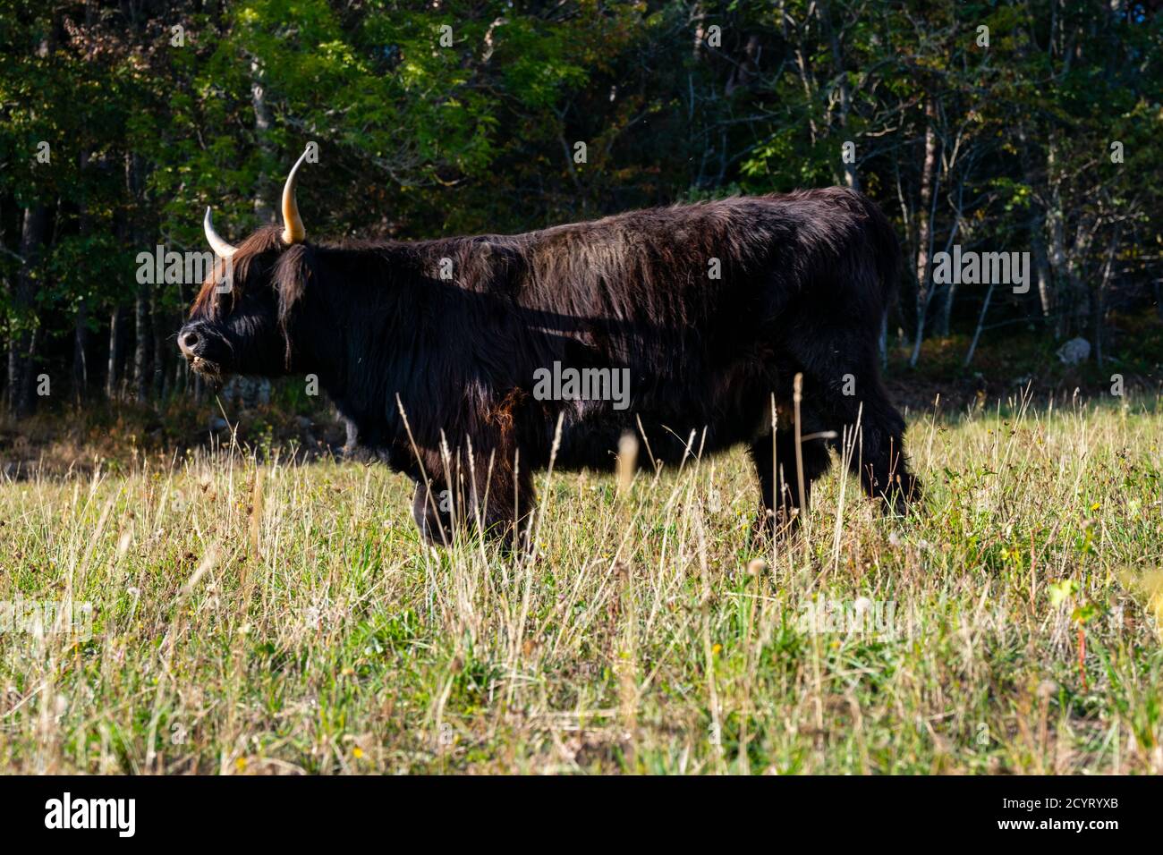 portrait of highland cow in pasture Stock Photo - Alamy