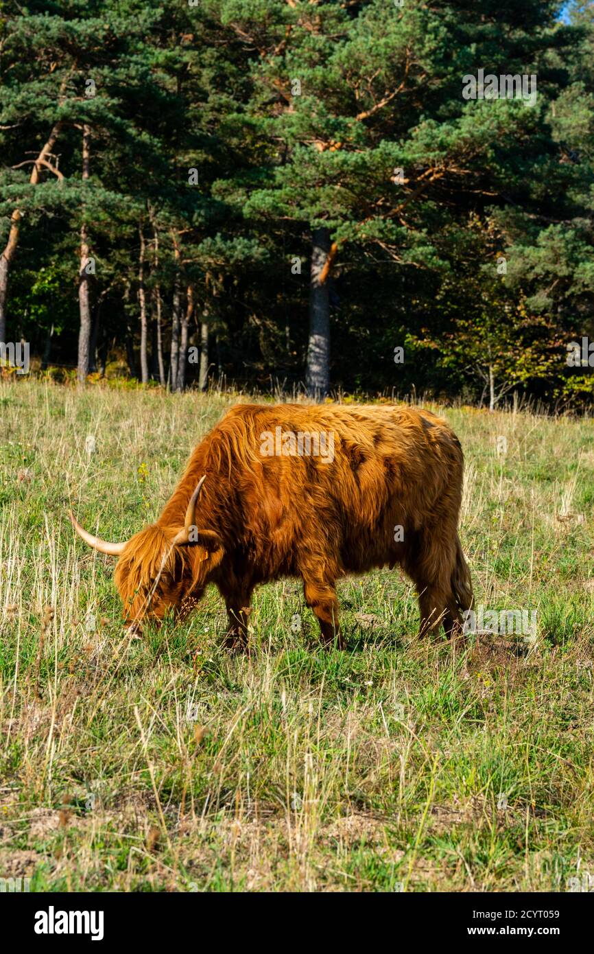 portrait of highland cow in pasture Stock Photo - Alamy