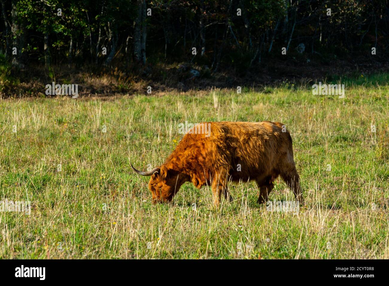 portrait of highland cow in pasture Stock Photo - Alamy