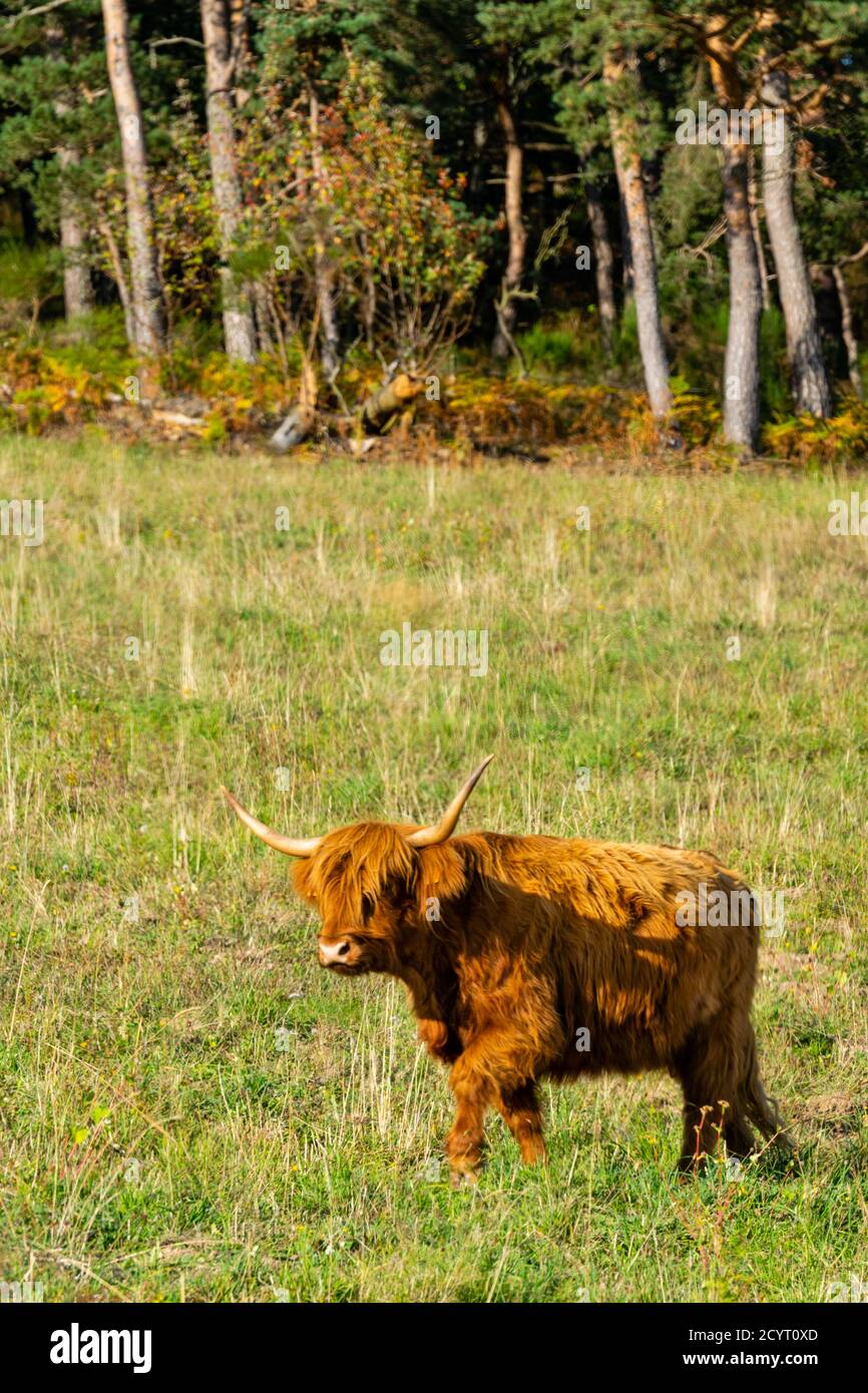 portrait of highland cow in pasture Stock Photo - Alamy