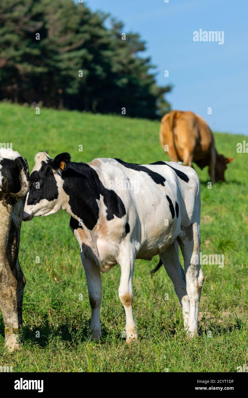 group of holstein cows in pasture Stock Photo Alamy