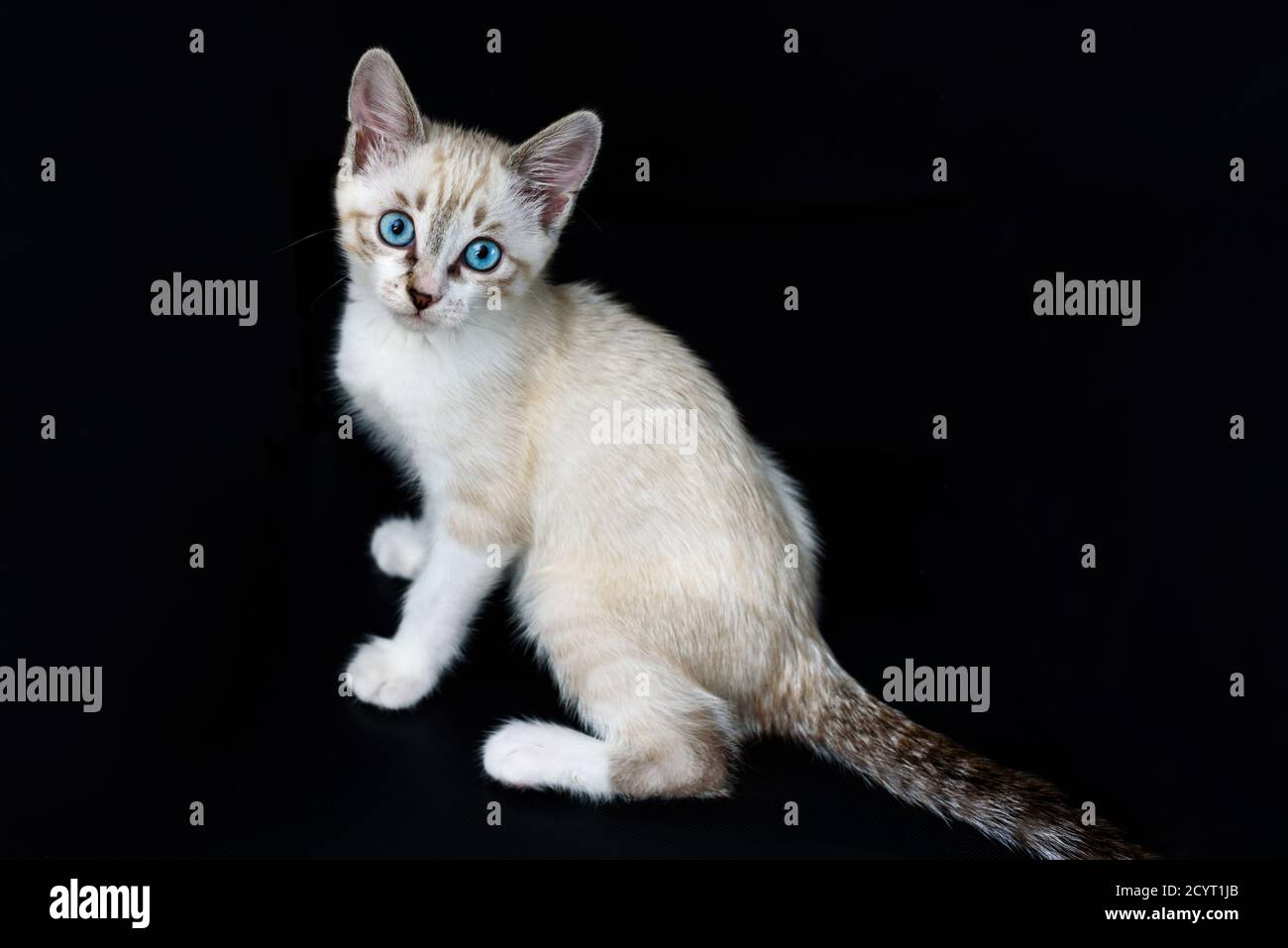 Cute tabby kitten with blue eyes on the black background looking at ...