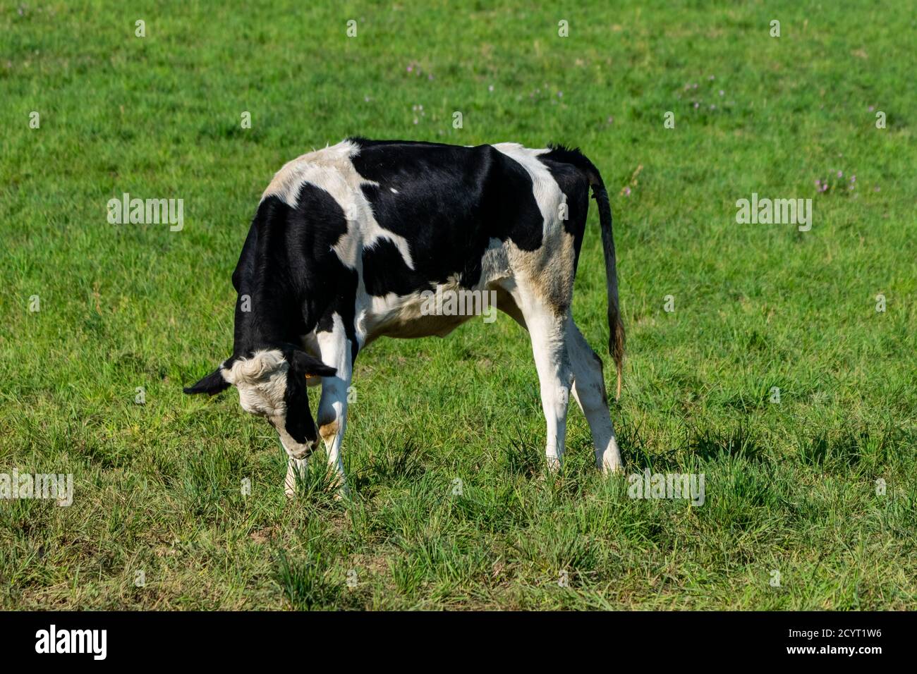 Holstein cow portrait hi-res stock photography and images - Alamy