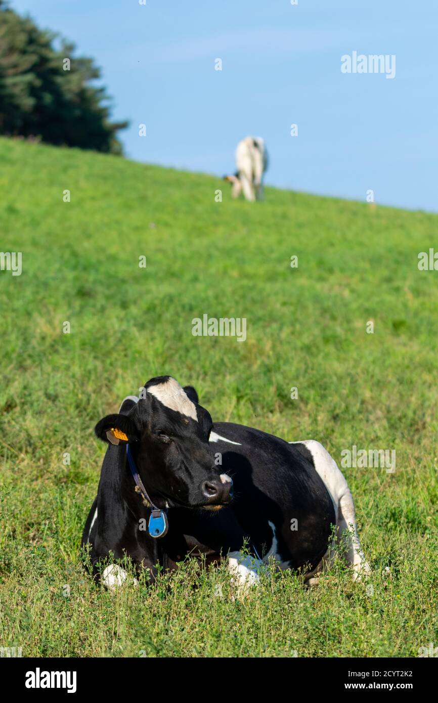 portrait of holstein cow in pasture Stock Photo - Alamy
