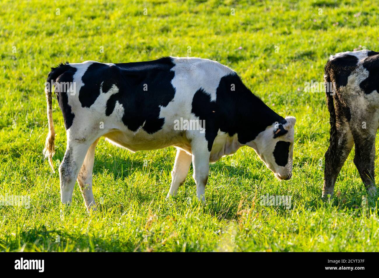 portrait of holstein cow in pasture Stock Photo - Alamy