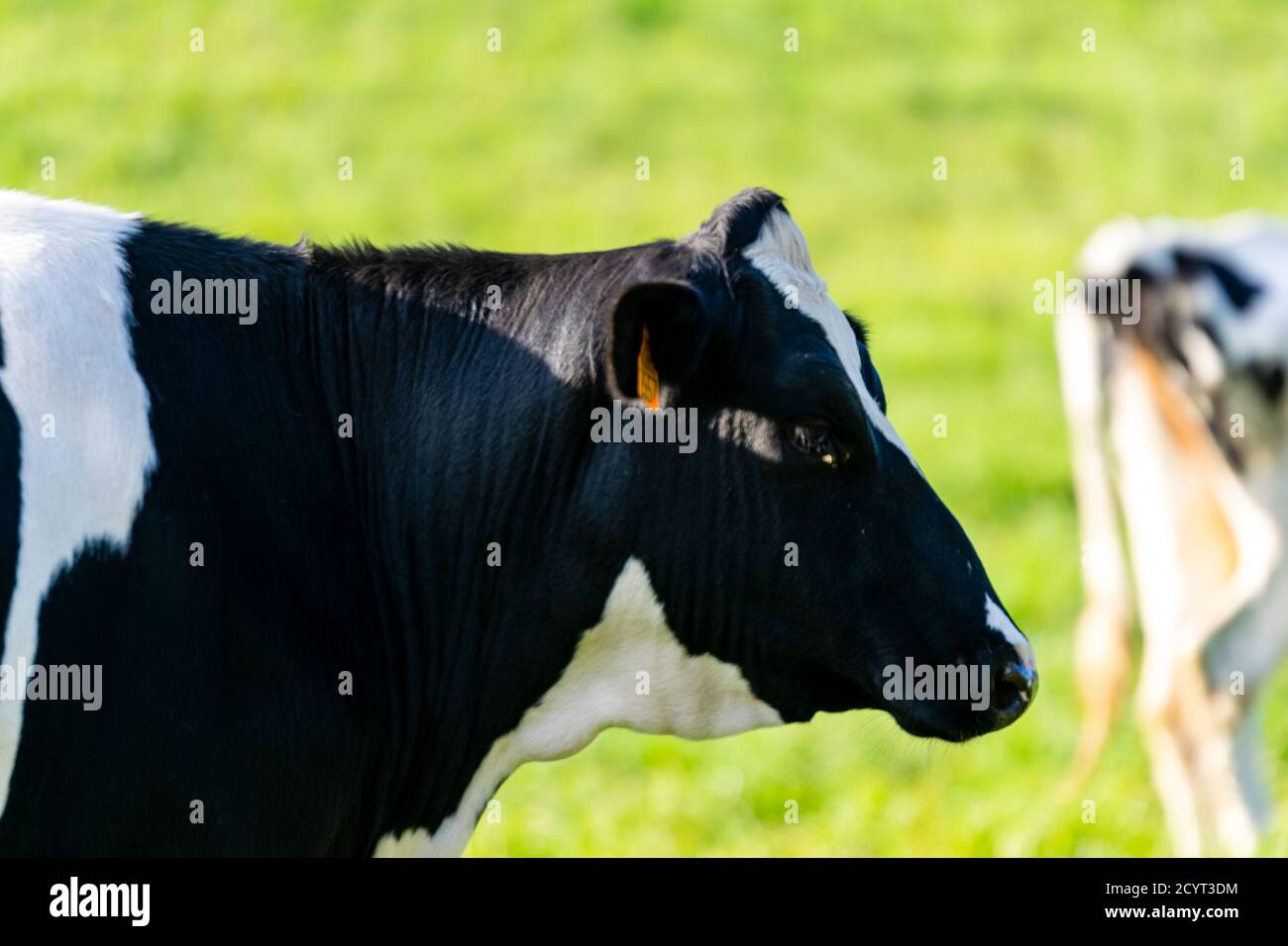 portrait of holstein cow in pasture Stock Photo - Alamy