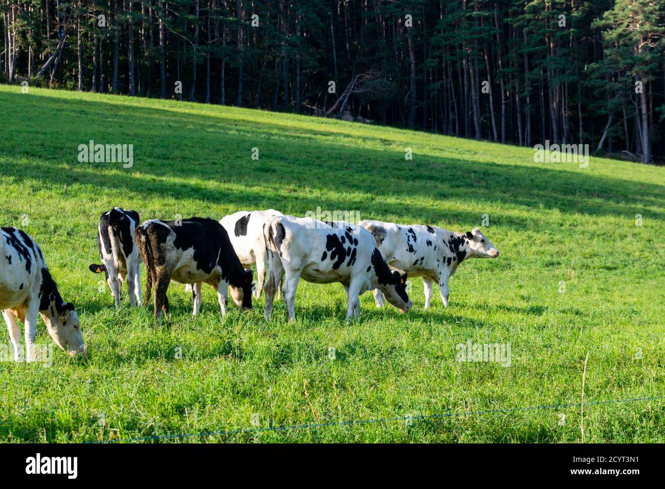 group of holstein cows in pasture Stock Photo - Alamy