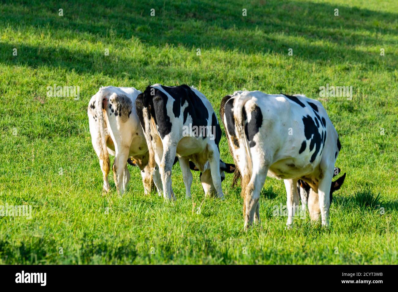 group of holstein cows in pasture Stock Photo Alamy