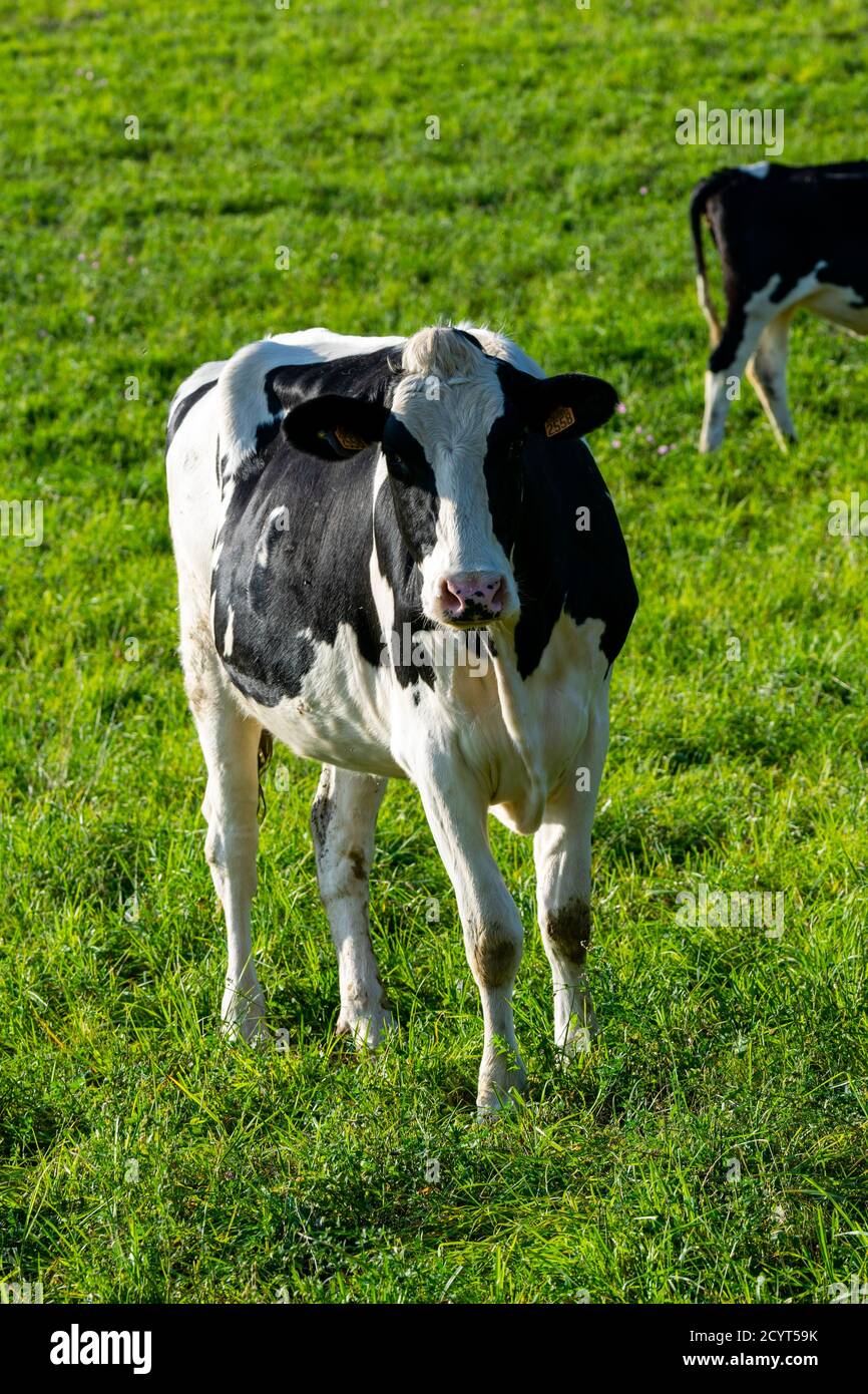 portrait of holstein cow in pasture Stock Photo - Alamy