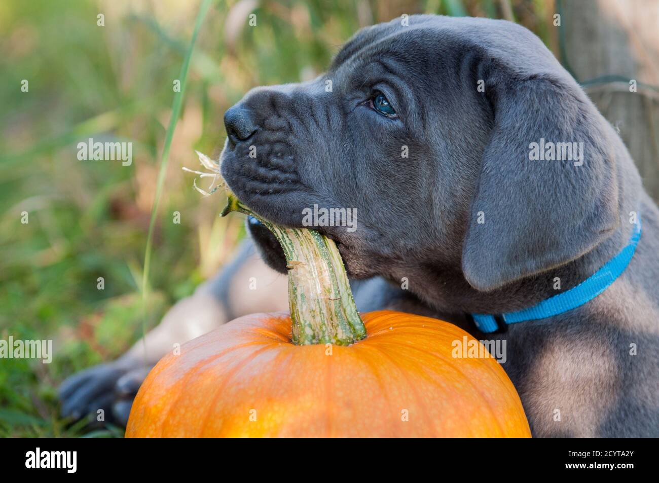 great dane pumpkin