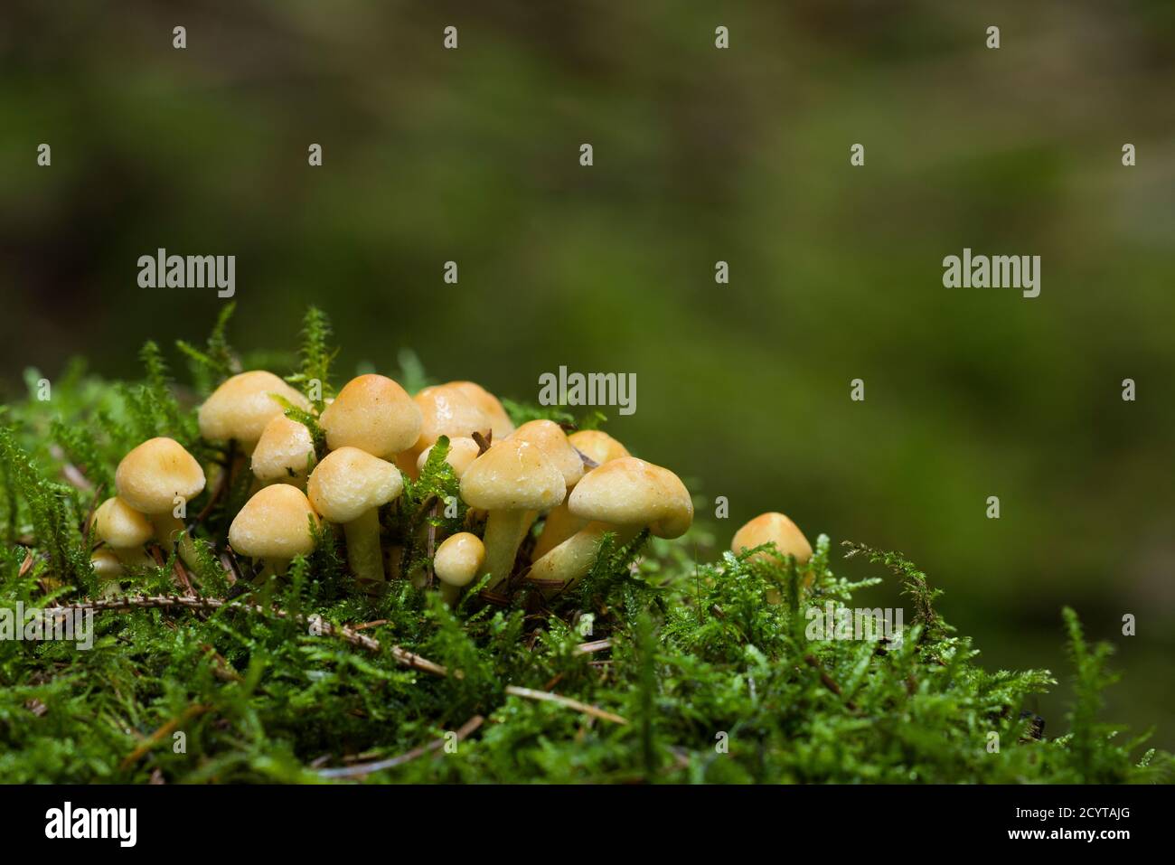Immature Sulphur Tuft (Hypholoma fasciculare) mushrooms, or Clustered Woodlover, on a moss covered tree stump in a woodland in the Mendip Hills, Somerset, England. Stock Photo