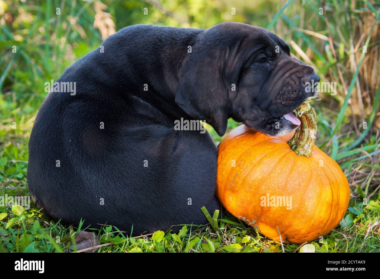 great dane pumpkin