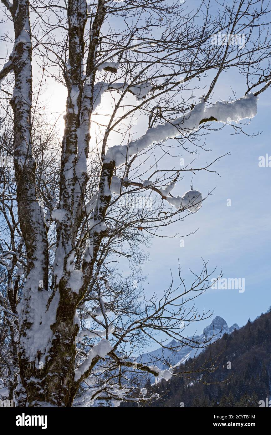 Trettachtal, Bäume, Berge, schneebedeckt, Oberstdorf, Allgäuer Alpen Stock Photo
