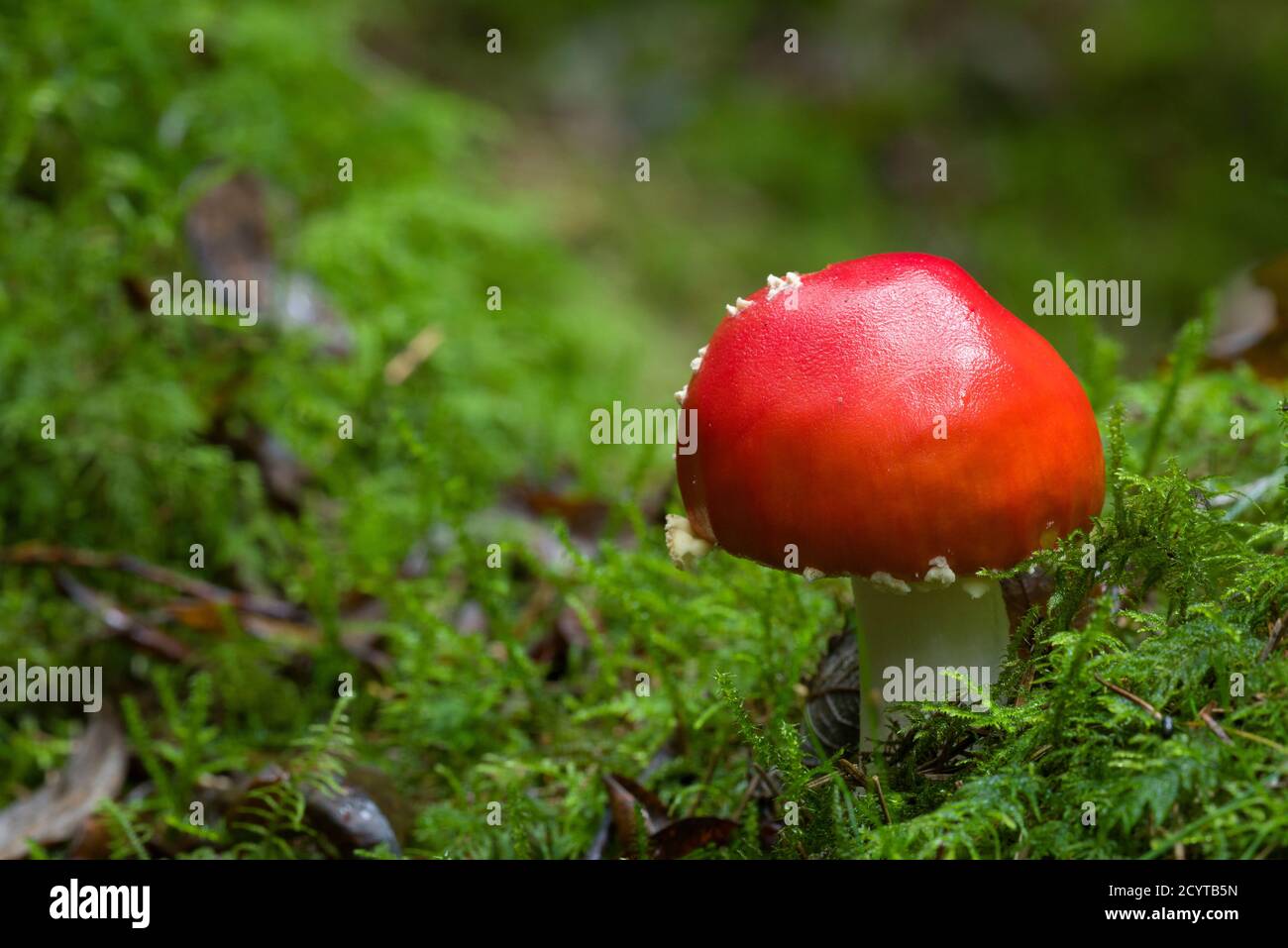 Fly Agaric or Fly Amanita (Amanita muscaria) mushroom growing on a woodland floor in the Mendip Hills, Somerset, England. Stock Photo