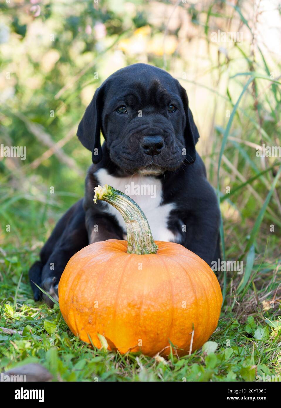 great dane pumpkin