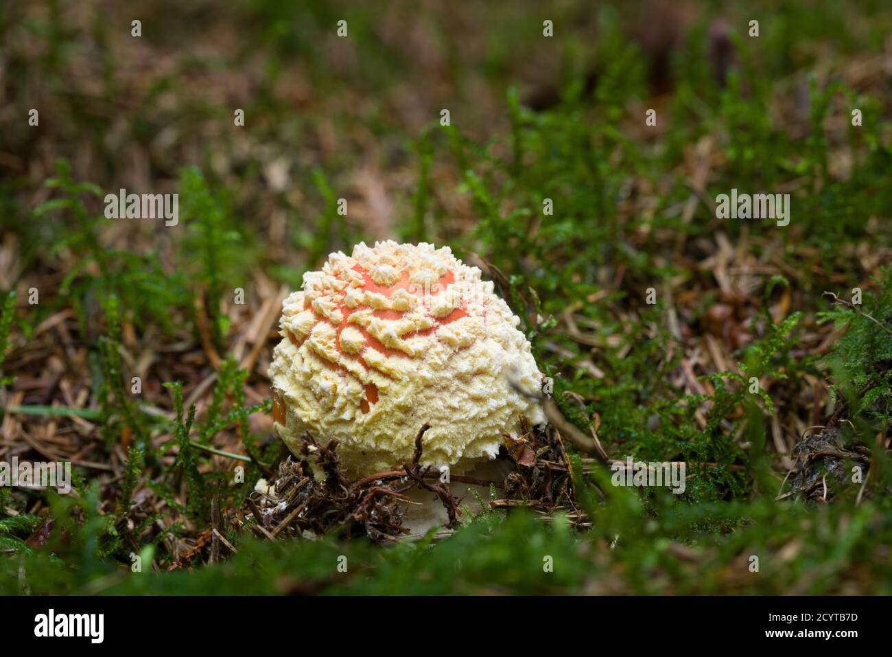 A Fly Agaric or Fly Amanita (Amanita muscaria) mushroom emerging from the moss and leaf litter on pine forest floor in the Mendip Hills, Somerset, England. Stock Photo