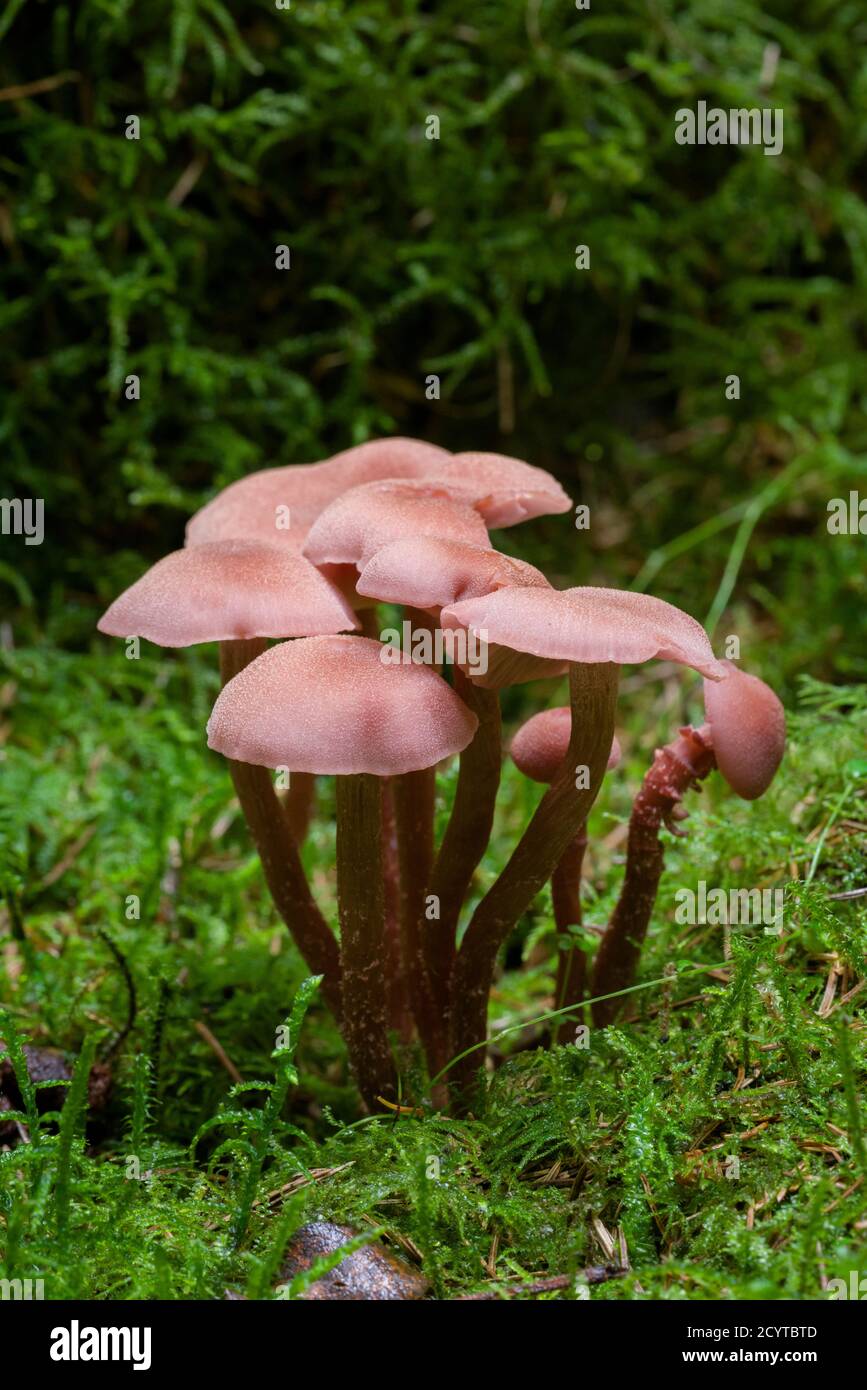 The Deceiver (Laccaria laccata) mushrooms on a woodland floor in the Mendip Hills, Somerset, England. Stock Photo