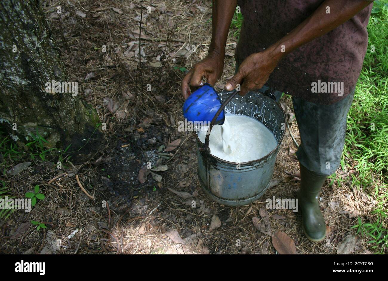 A Worker Collects Rubber Latex At A State Rubber Plantation In Deli Serdang Indonesia S North Sumatra Province August 5 2011 Indonesia S Commodity Fueled Consumption And Investment Boom Gives It An Advantage Indonesia