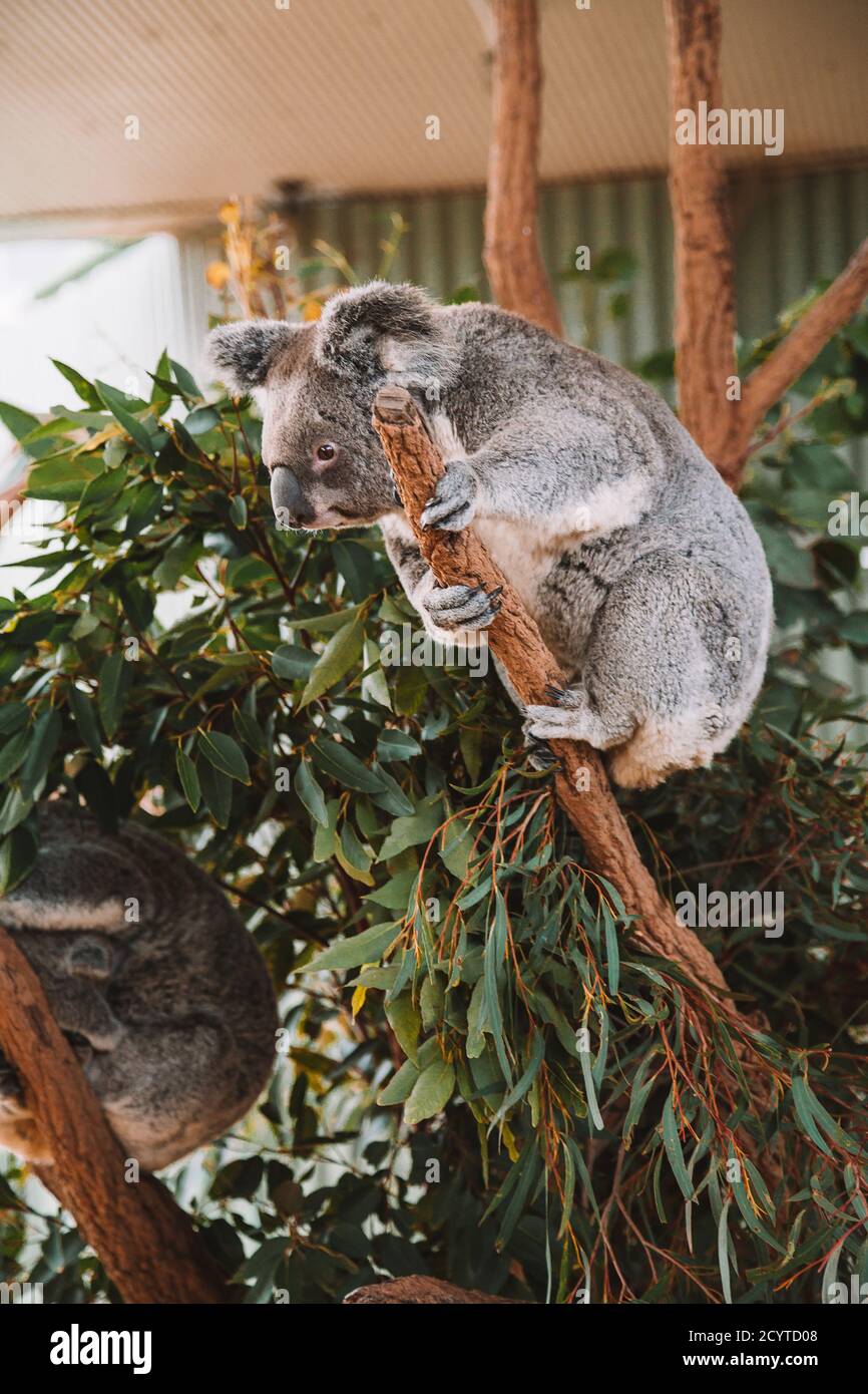 Vertical shot of a koala on a branch Stock Photo