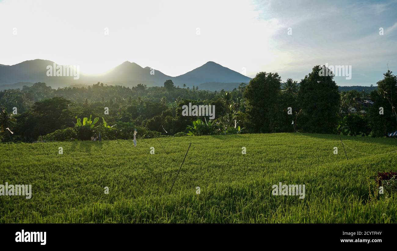 Natural view of rice fields in tropical countryside at sunrise in Bali ...