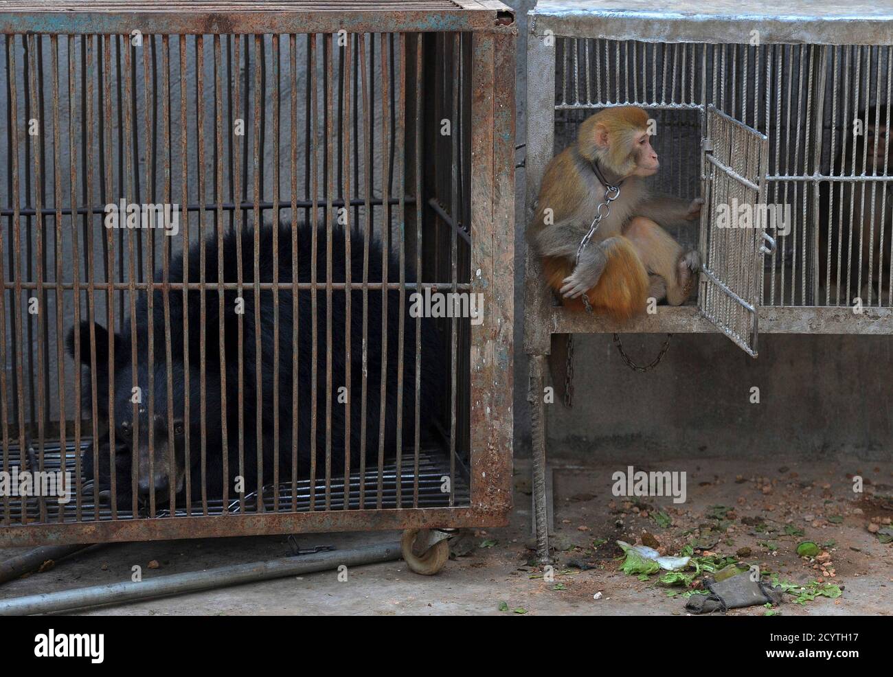 A black bear and macaques are seen inside cages in a village of Suzhou,  Anhui province October 30, 2012. Thousands of animals are raised and  trained by over 300 circus groups in