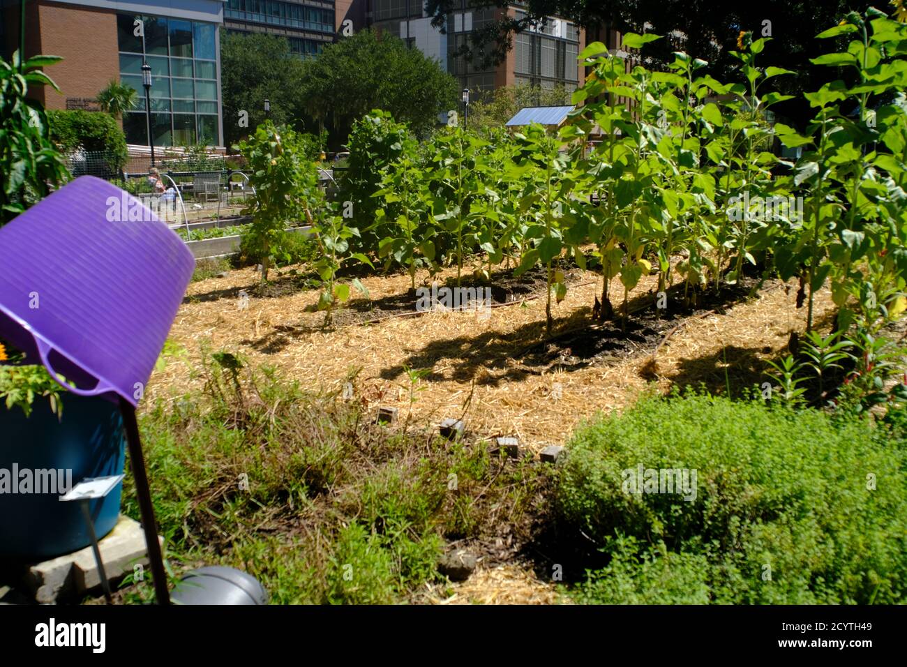 Urban Garden with Bee Colony, Produce, Flowers in Urban Residential Area of Town with Medical University Environment and Small Businesses. Stock Photo