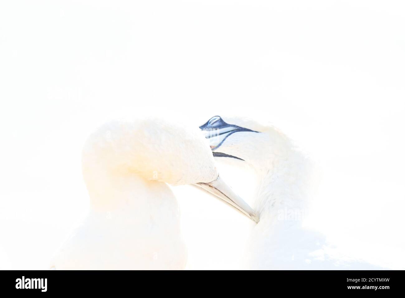 In soft light, two Northern Gannets heads welcome after landing. Soft light in high-key Stock Photo