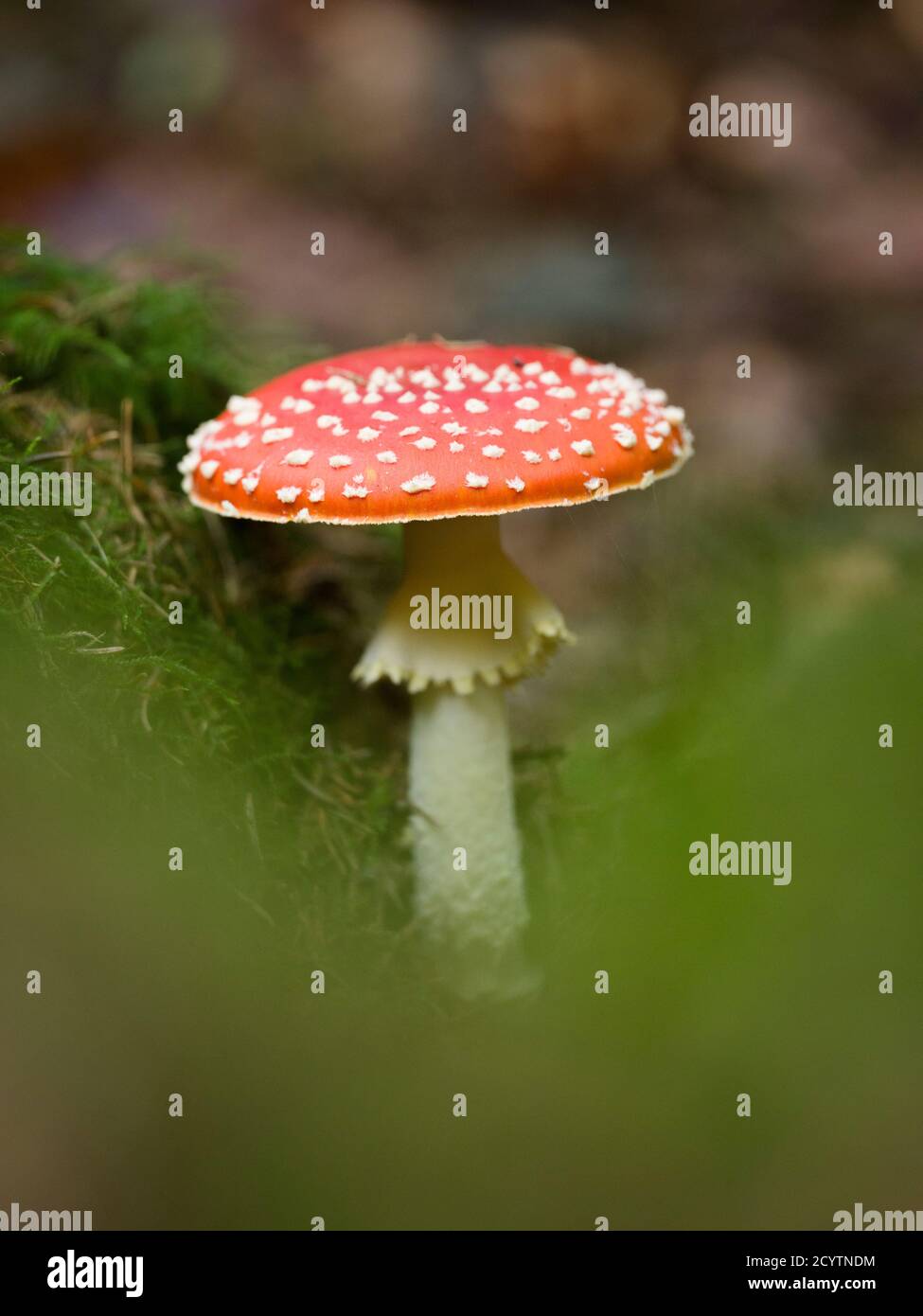 Fly Agaric or Fly Amanita (Amanita muscaria) mushroom growing on a woodland floor in the Mendip Hills, Somerset, England. Stock Photo