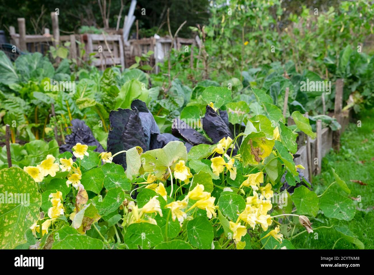 Yellow nasturtiums red and green cabbage growing in autumn garden in October in Carmarthenshire Wales UK   KATHY DEWITT Stock Photo