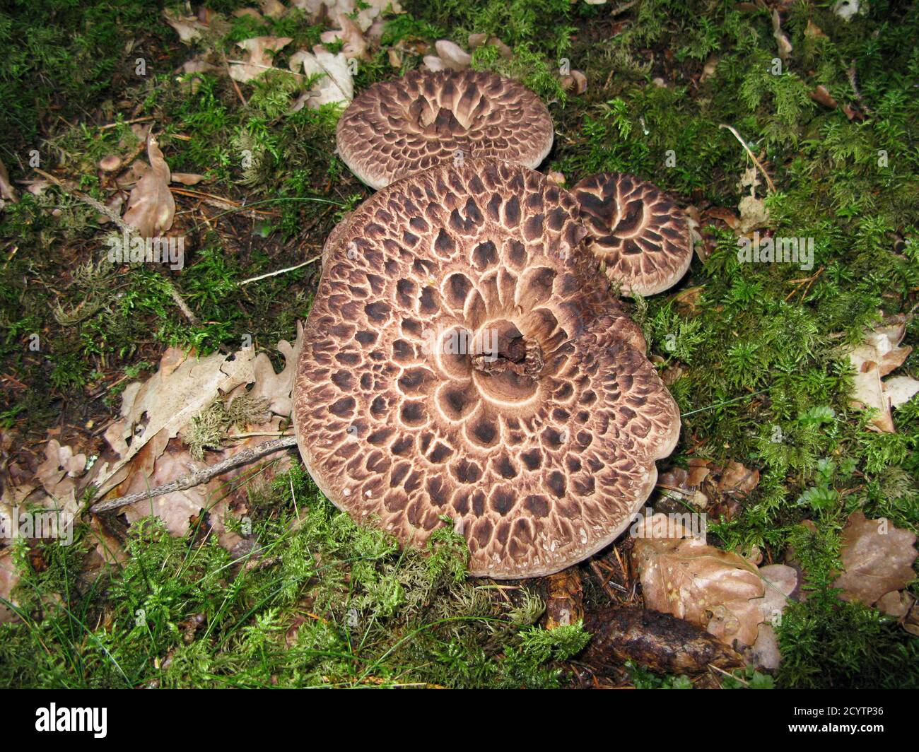 SARCODON IMPRICATUS shingled hedgehog Stock Photo