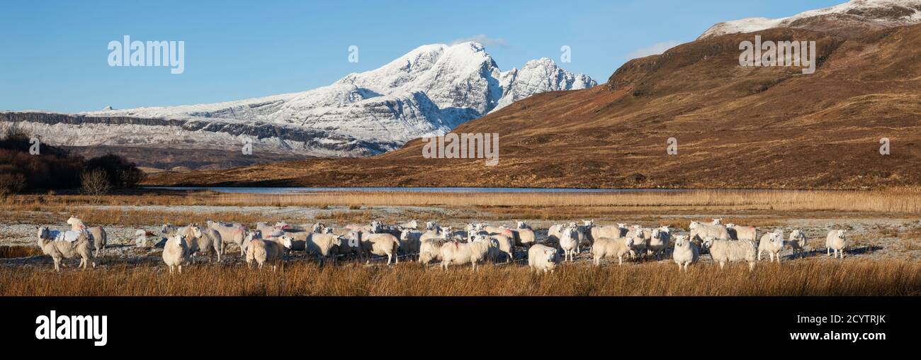 Flock of sheep on the Isle of Skye, Scotland, UK Stock Photo