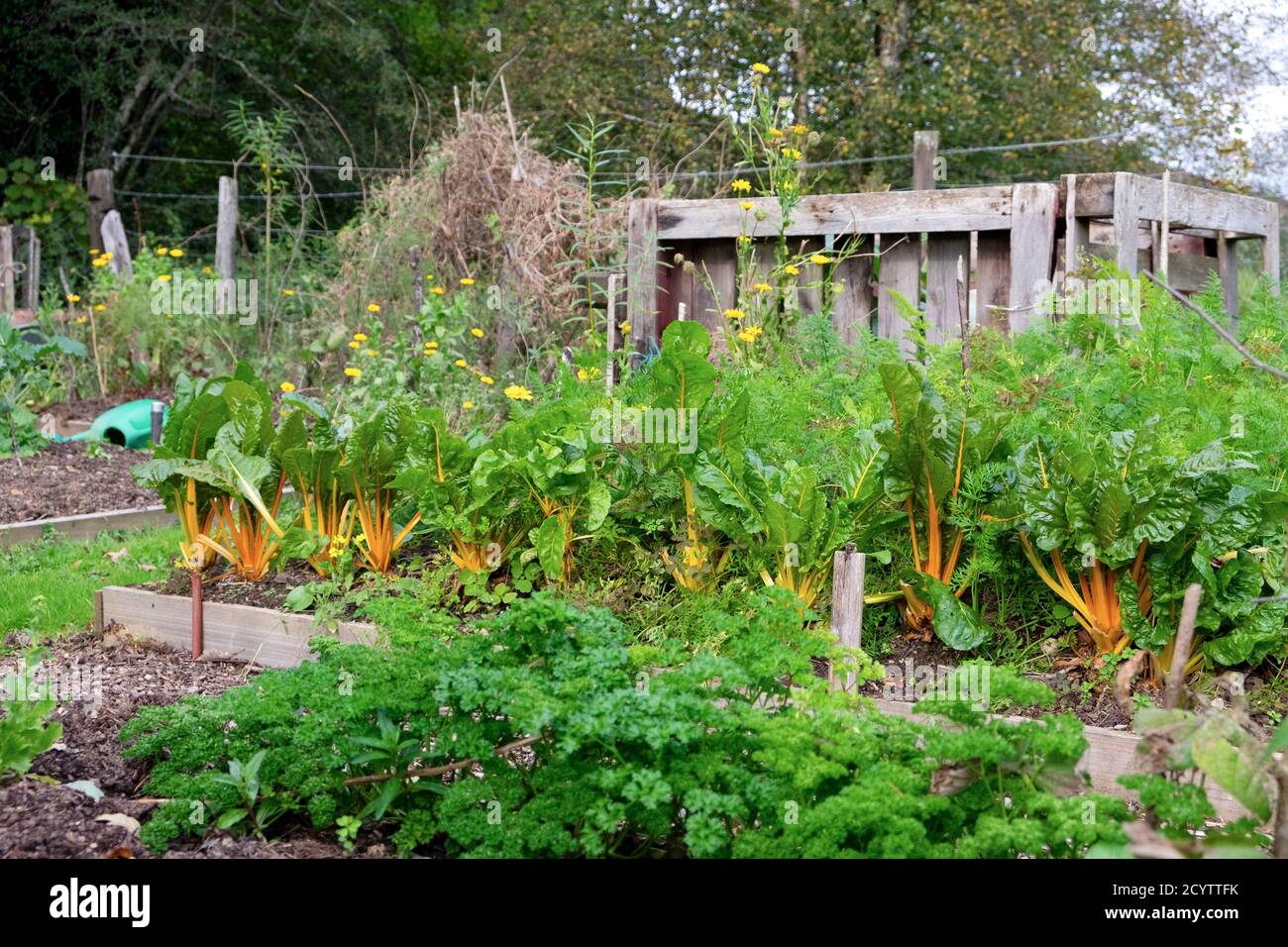 Autumn garden yellow swiss chard (bright lights), parsley growing in raised vegetable bed and pallet compost bin in West Wales UK   KATHY DEWITT Stock Photo