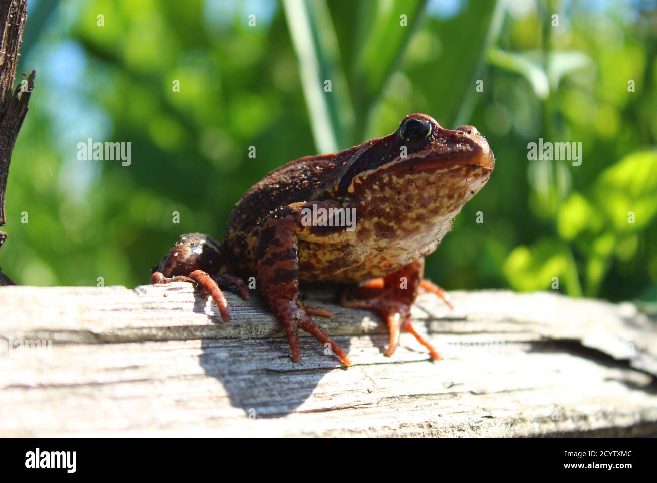 Imposing frog sitting on a piece of wood Stock Photo