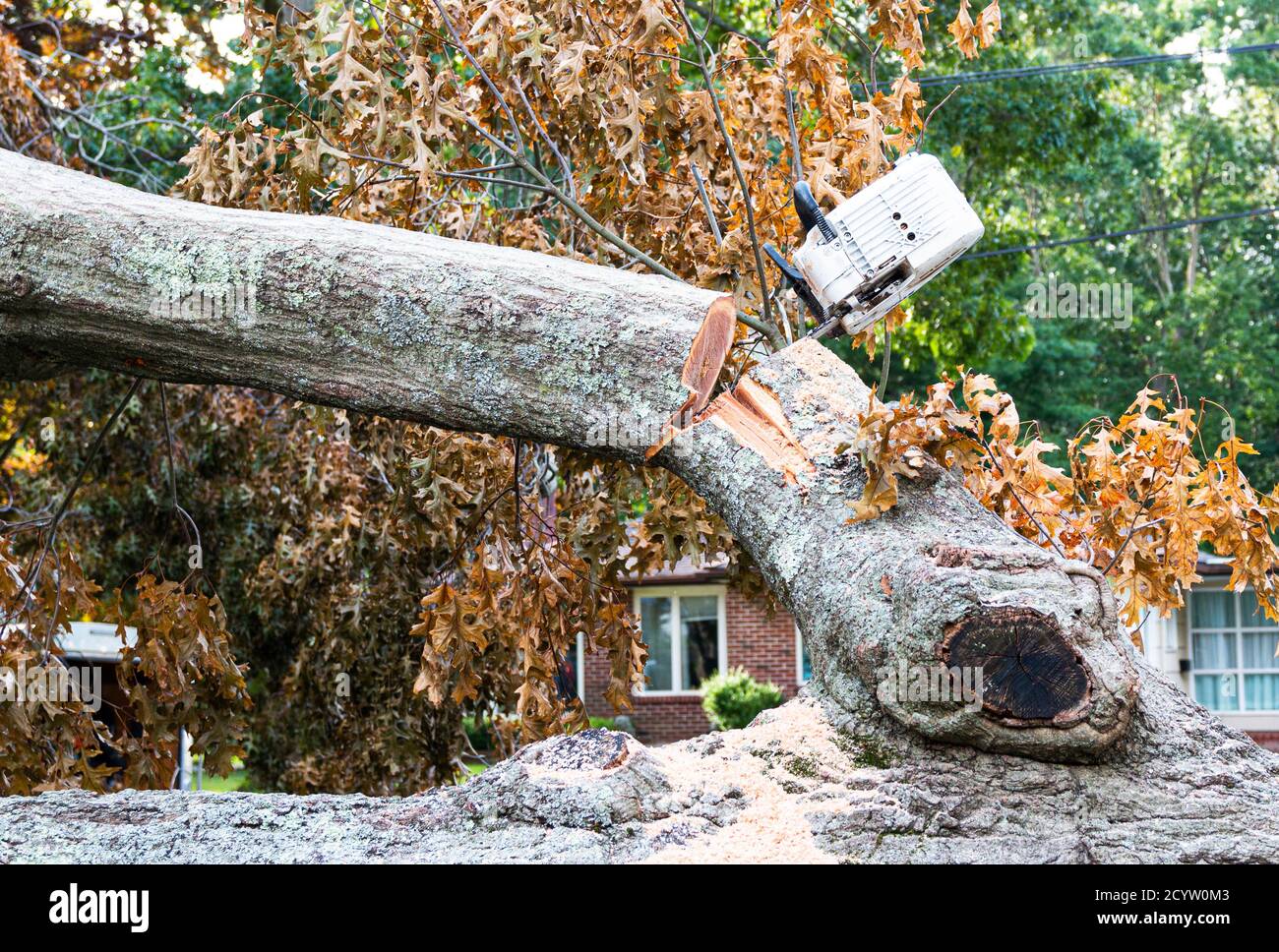 Tree Is Stuck While removing a tree that fell from hurricaine Isaias I chainsaw is ...