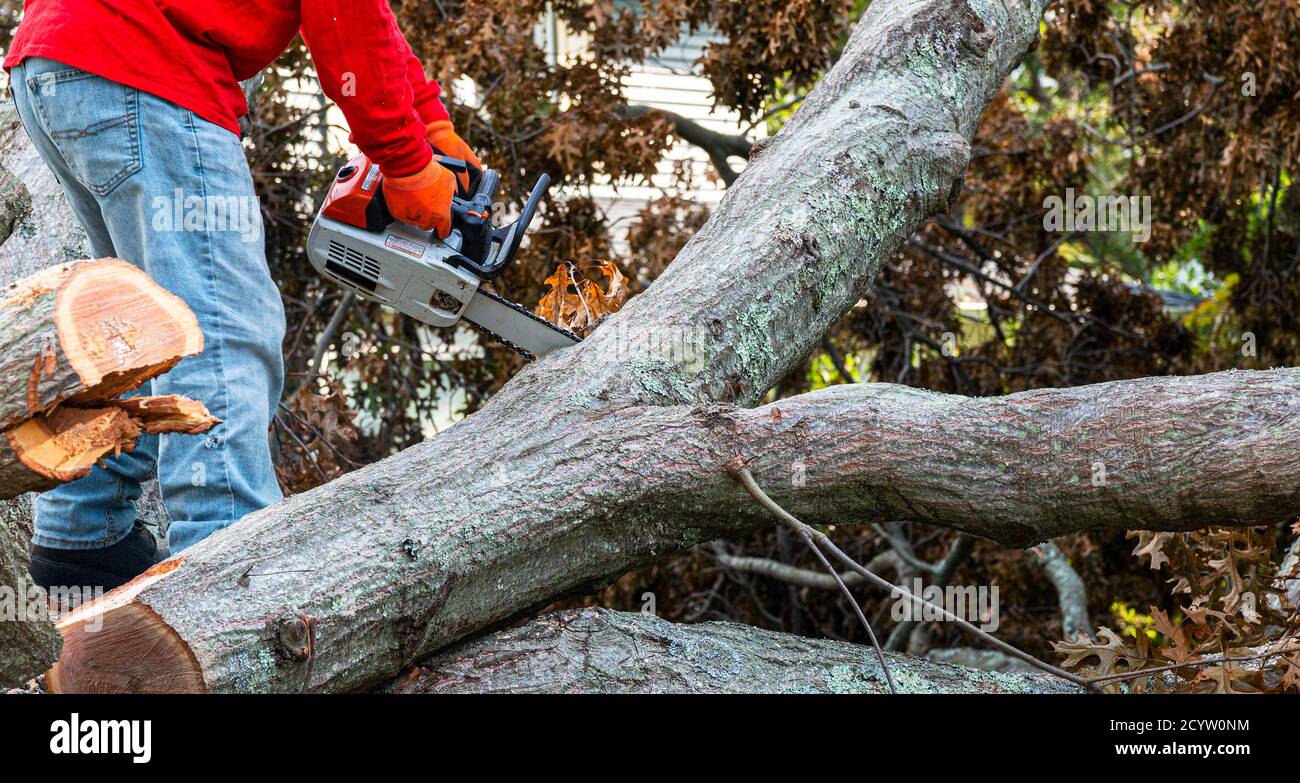 A man with a chainsaw standing in the middle of many parts of a tree ...