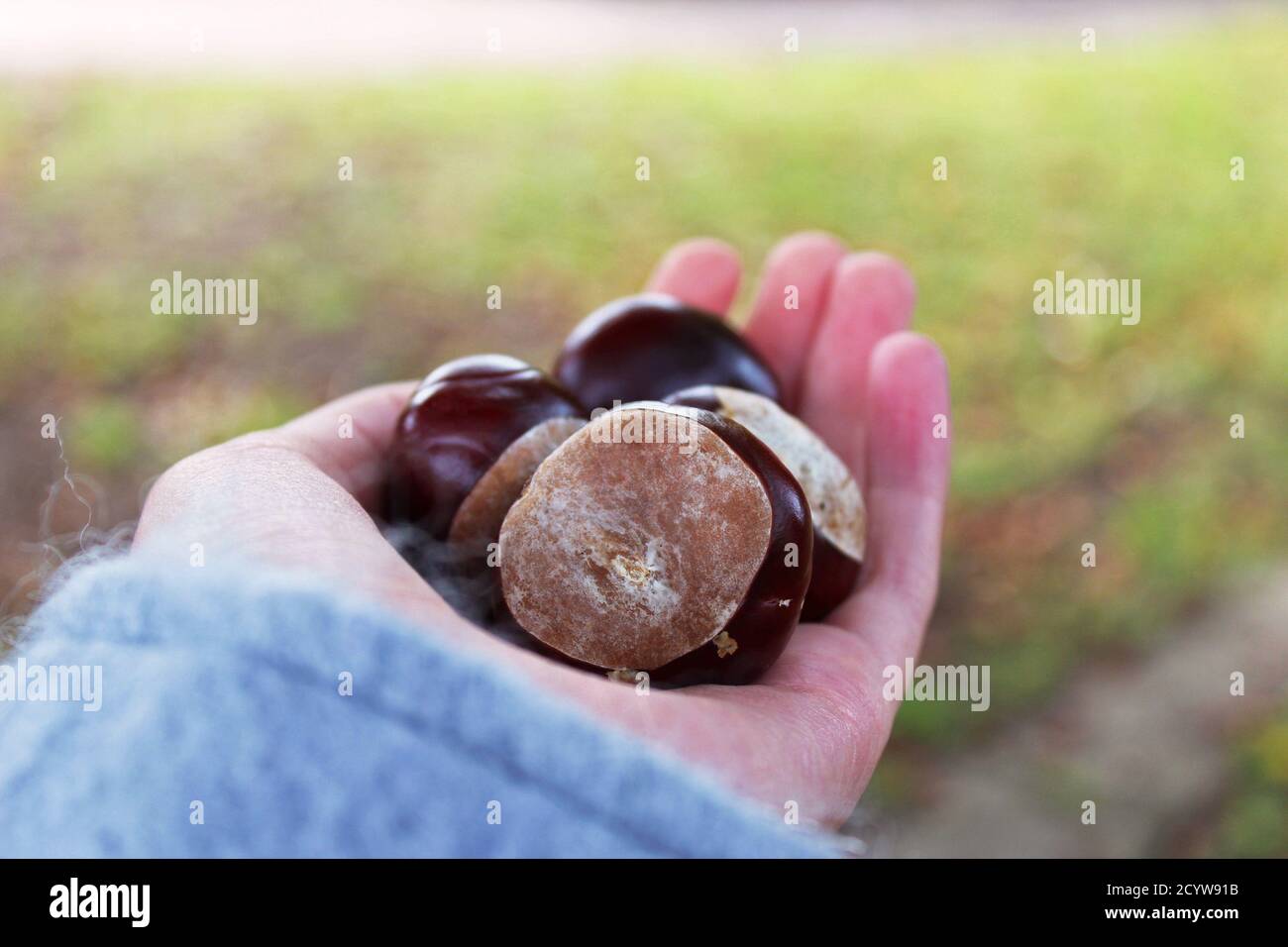 Close up of conkers (horse chestnuts) being held above the autumn floor in Manchester, England Stock Photo