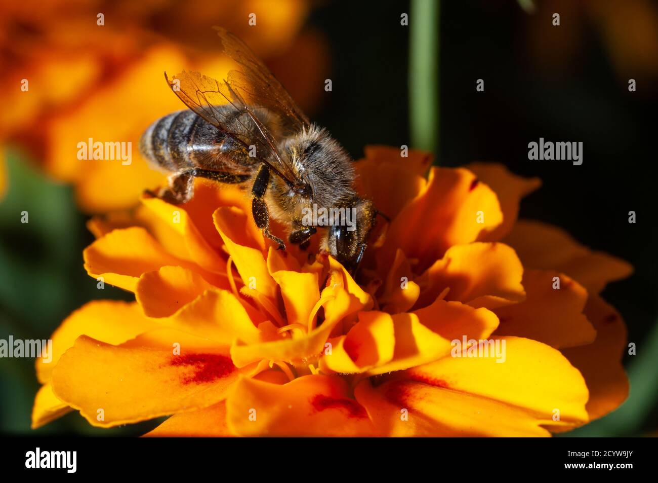 Honey bee collects pollen on hi-res stock photography and images - Alamy