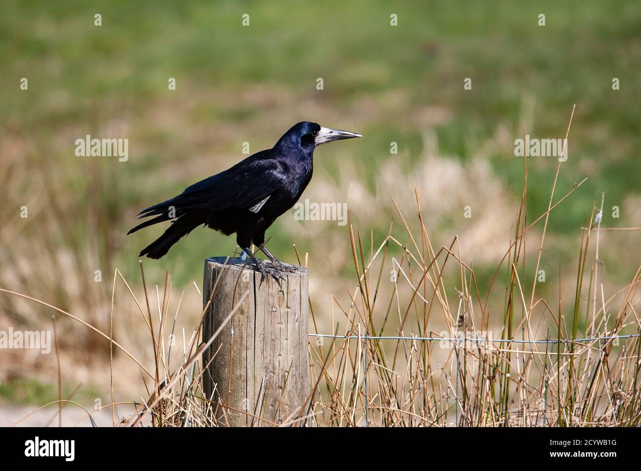 Featherless bird hi-res stock photography and images - Alamy