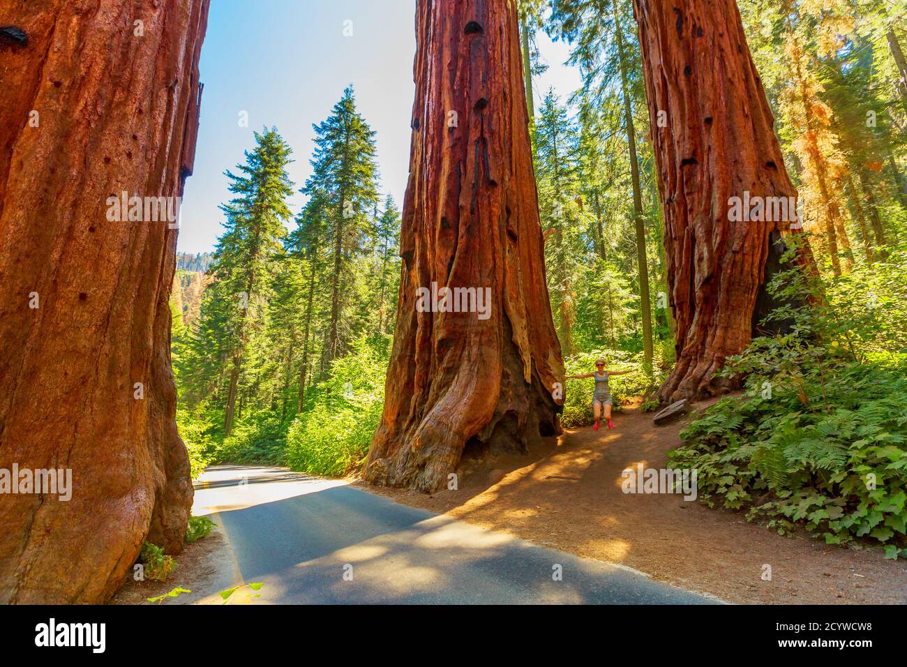 Hiking woman in freedom in Sequoia National Park. Happy hiker enjoying a summer travel in California, road trip. Stock Photo