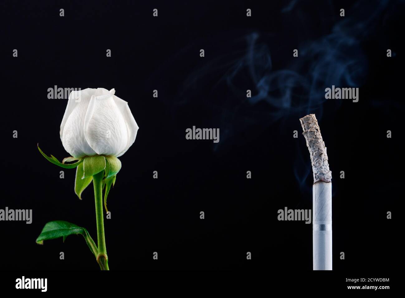 Concept choosing smoke or not. Smoking cigarette and flower Stock Photo Alamy