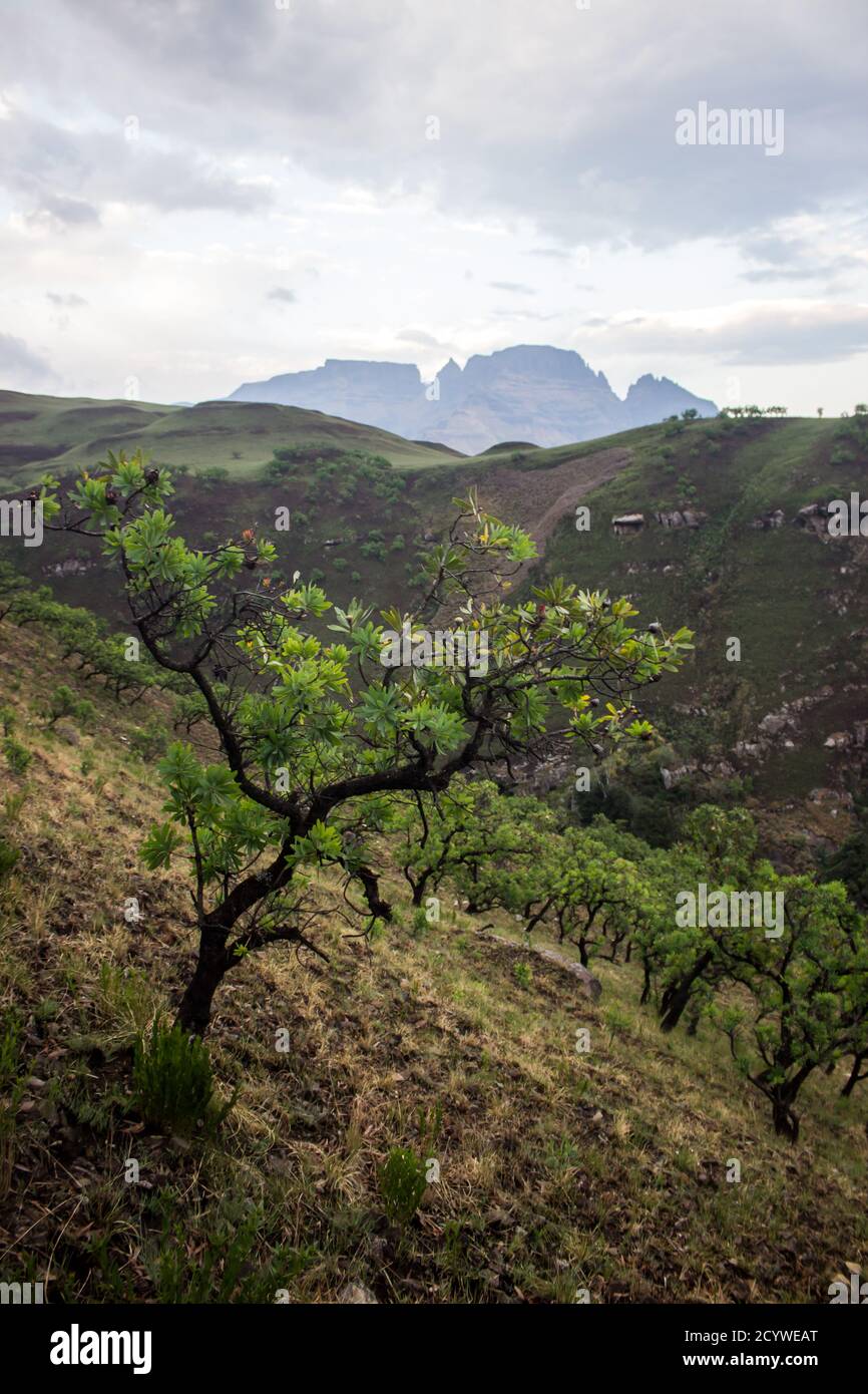 A mountain slope covered with Common Protea bushes, Protea caffra, with the mountain peak of Monk’s Cowl in the Background, the Drakensberg Mountains, Stock Photo