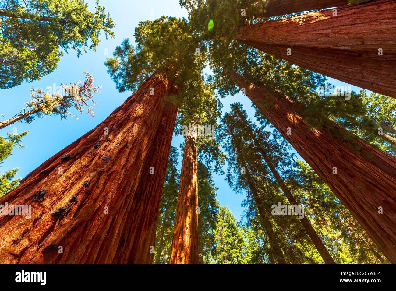 Sequoia National Park wide panorama in the Sierra Nevada in California, United States of America. Sequoia NP is famous for its large amount of giant Stock Photo