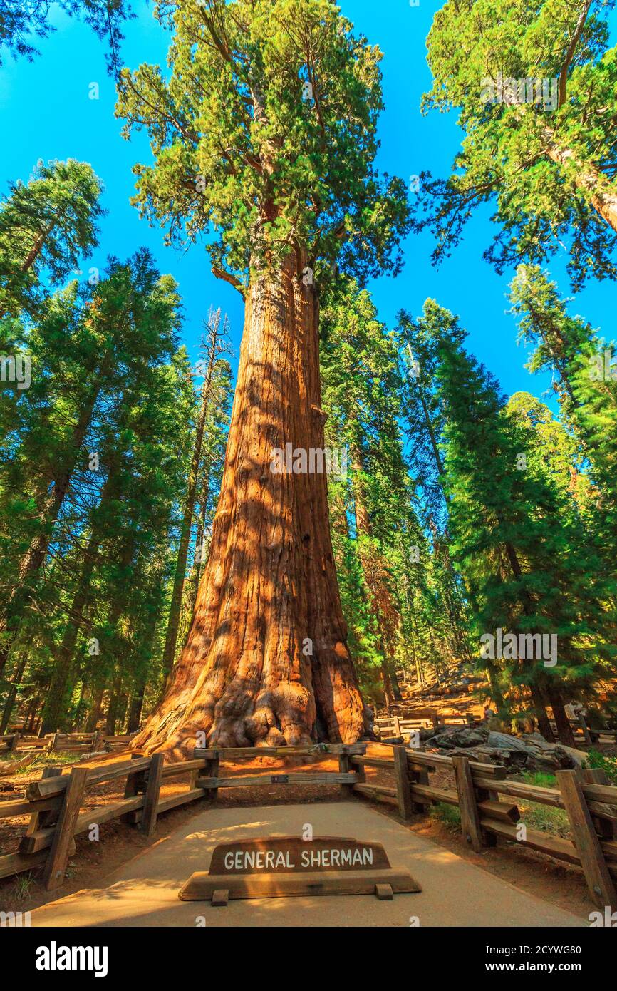 General Sherman tree in Sequoia National Park, Sierra Nevada in California, United States of America. The General Sherman tree is famous to be the Stock Photo