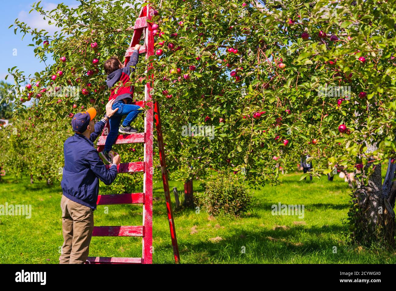 Quebec, Canada Sepetember 20 2020 Family helping picking the apple