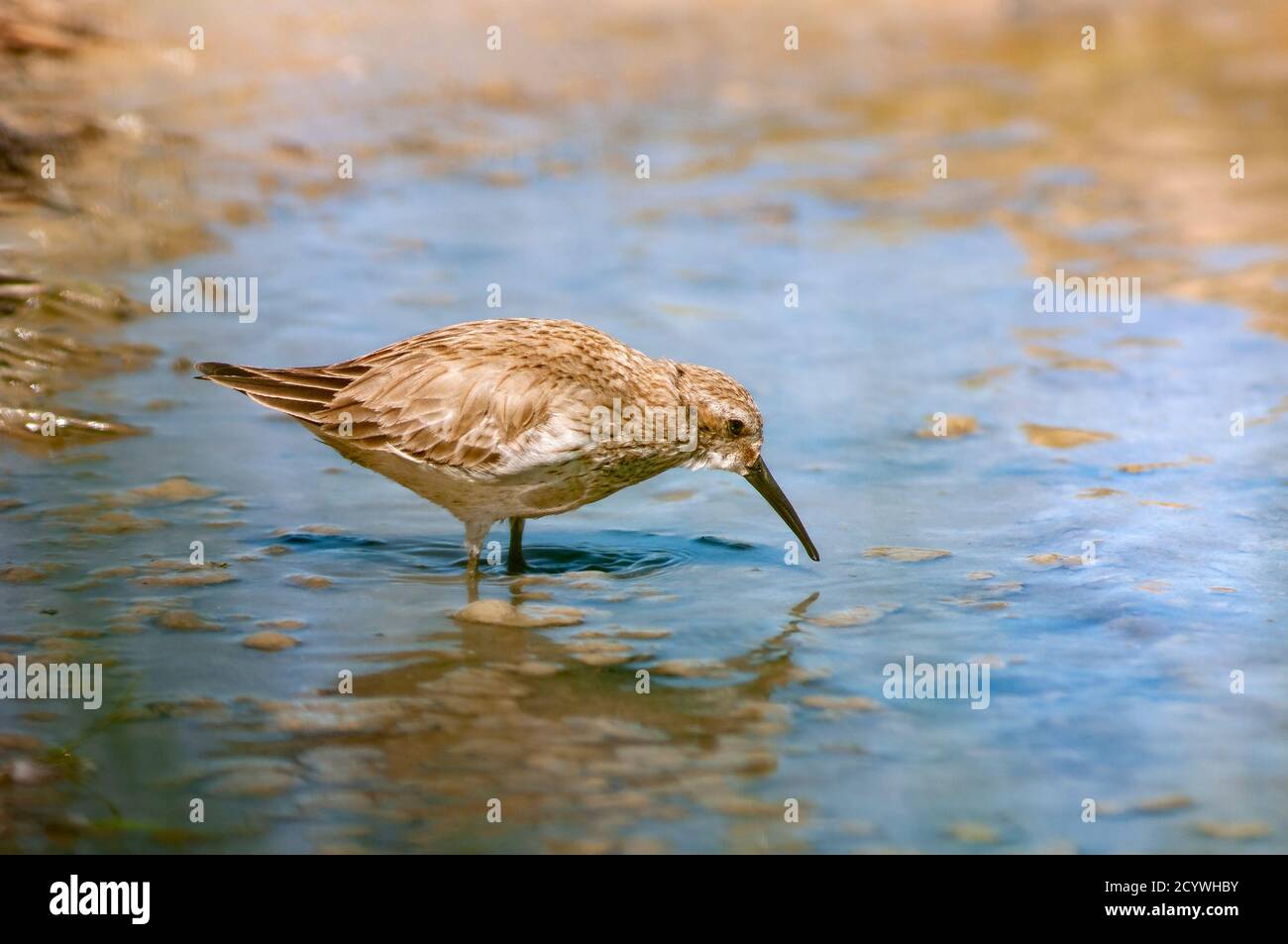 Dunlin, Calidris alpina, in winter plumage foraging in shallow water in wetland. Stock Photo