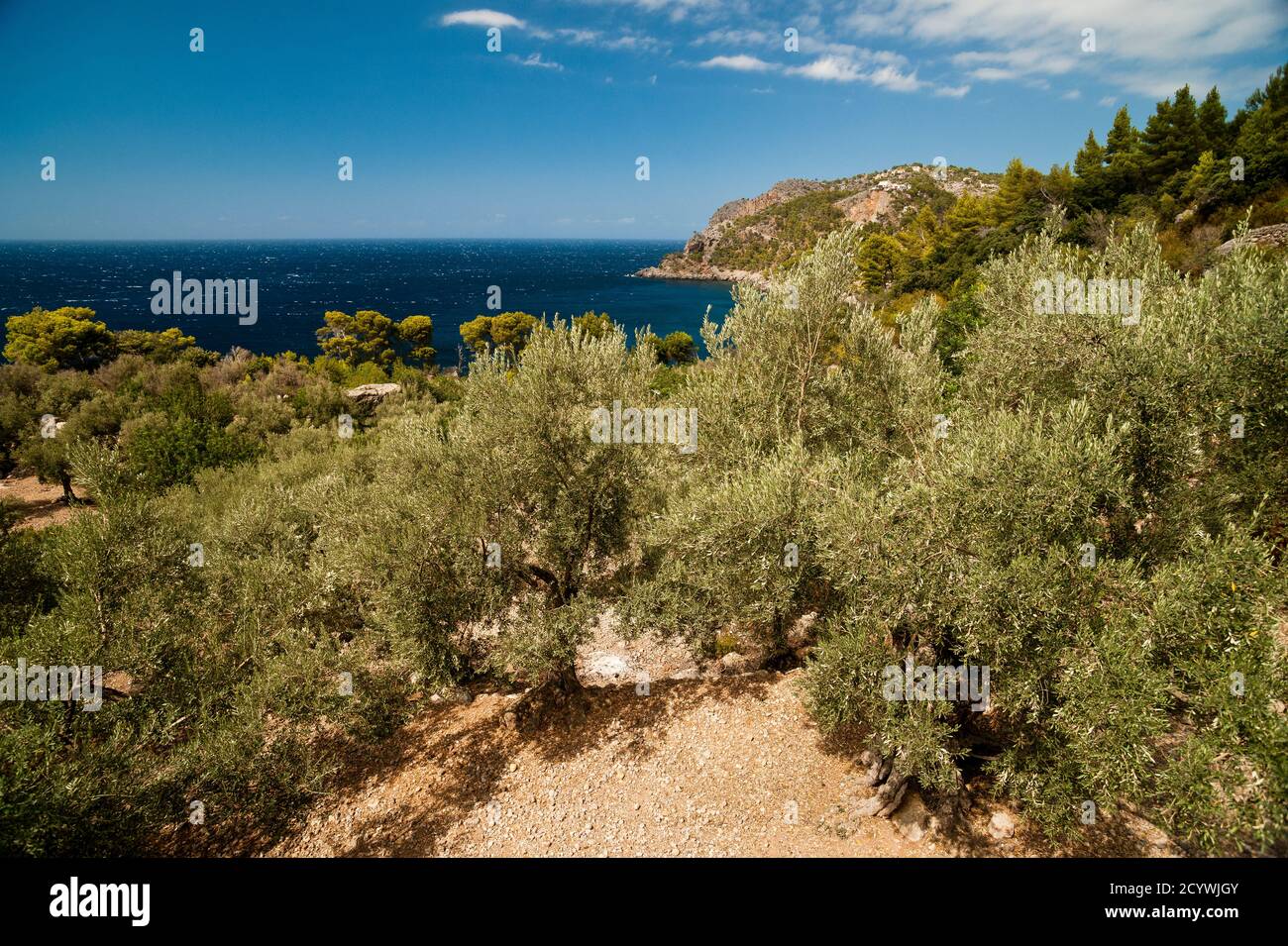 Olivar de Alconásser. Deia. Mallorca.Islas Baleares. España. Stock Photo
