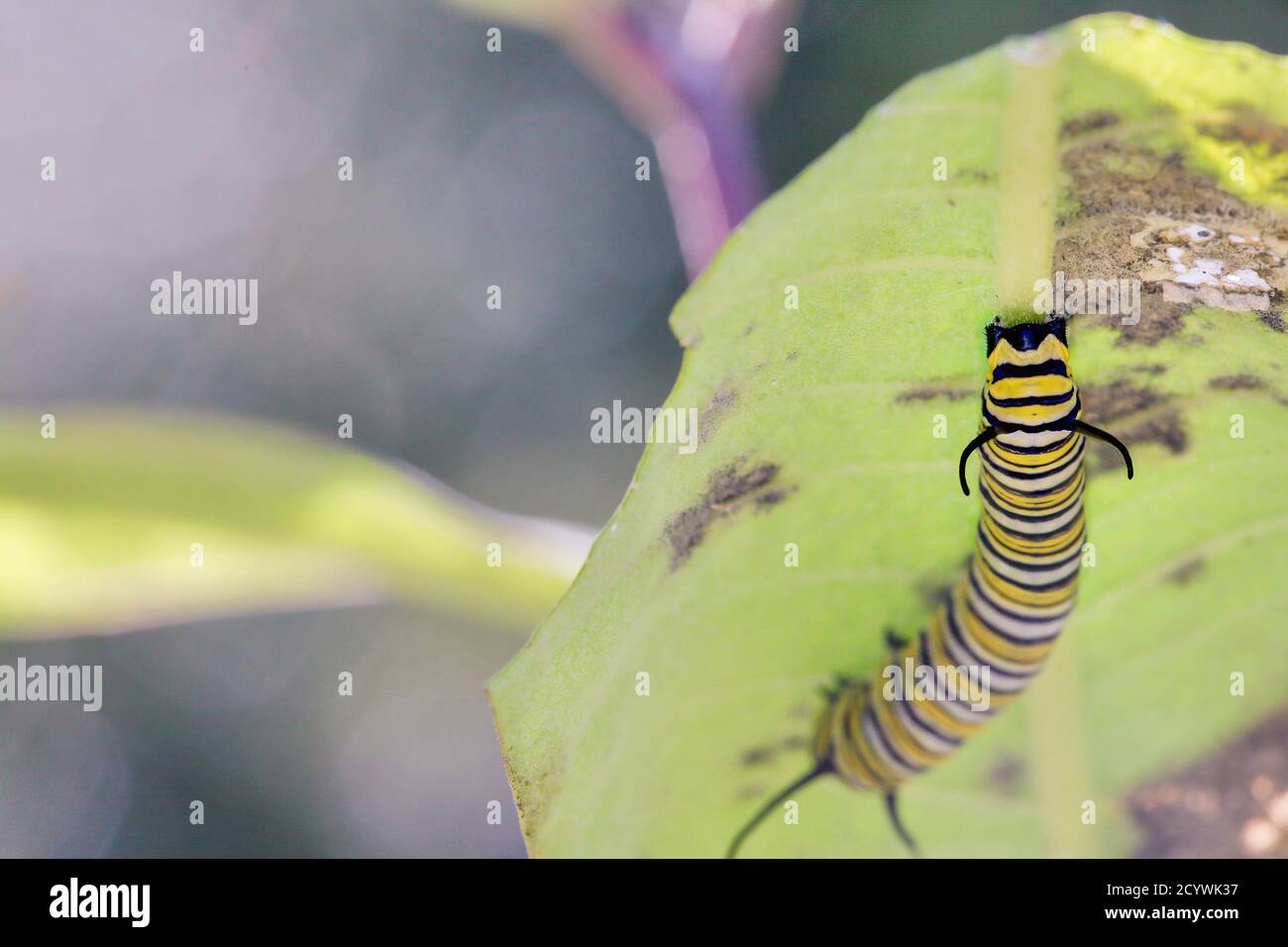 Monarch butterfly milkweed hi-res stock photography and images - Alamy