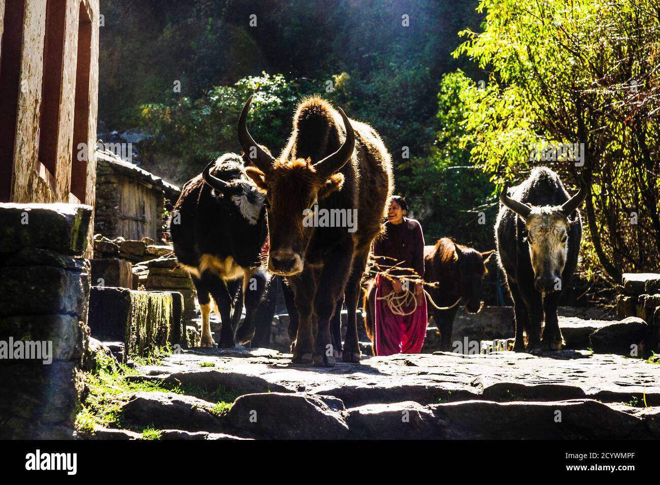 Lomdzo.Sagarmatha National Park, Khumbu Himal, Nepal, Asia. Stock Photo