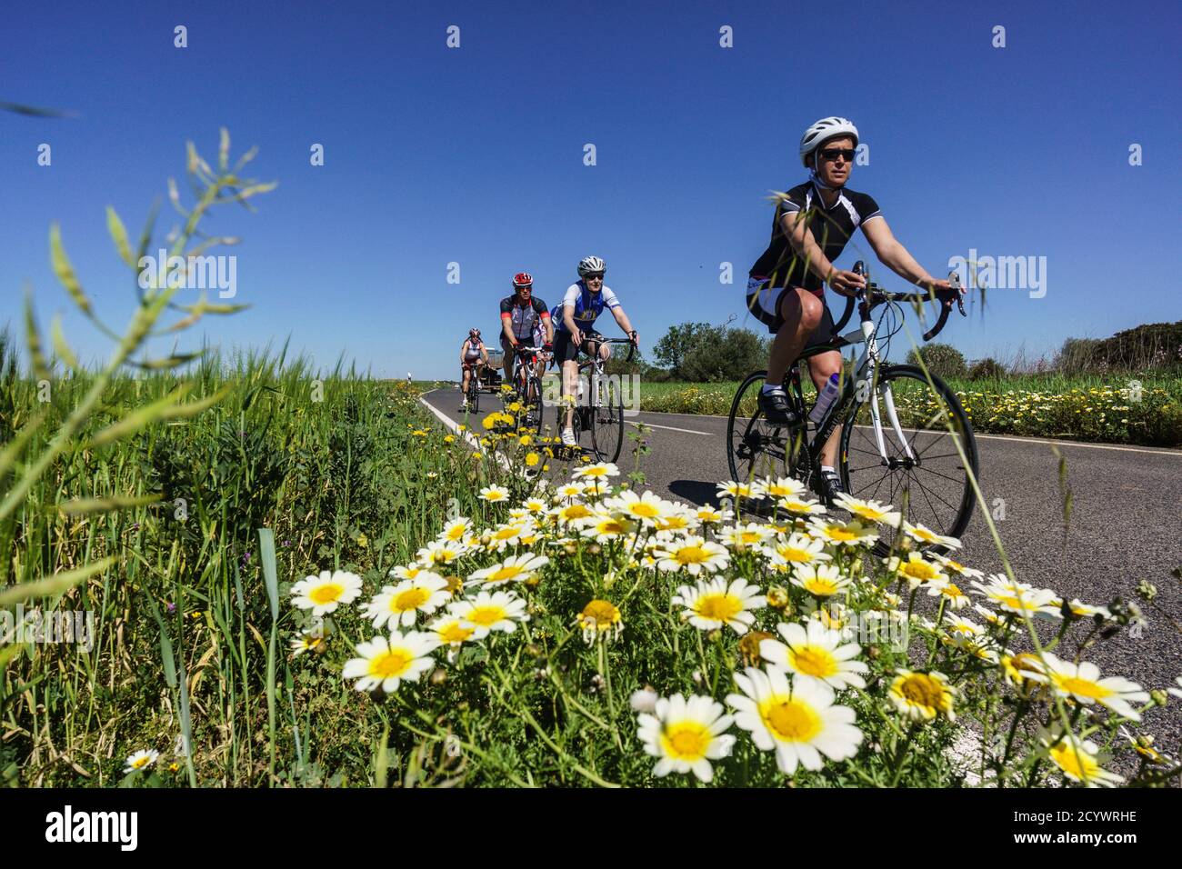 ciclistas en la carretera de Es Trenc, Campos del Puerto , Mallorca,Islas Baleares,Spain. Stock Photo