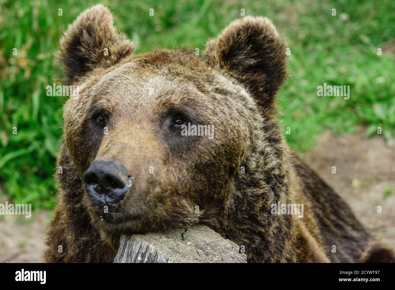 oso pardo europeo (Ursus arctos arctos), Les Angles, pirineos catalanes, comarca de Capcir, Francia Stock Photo
